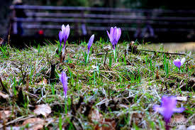Rezerwat przyrody Krokusy w Górzyńcu